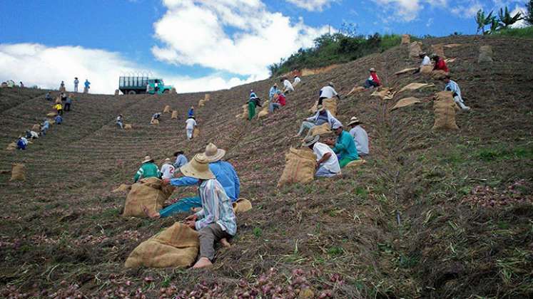 Entregarán semillas certificadas para mejorar la productividad./ Foto Archivo