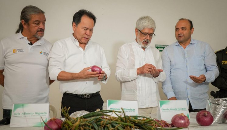 Mincomercio llega a Ocaña para atender a los cultivadores de cebolla roja  