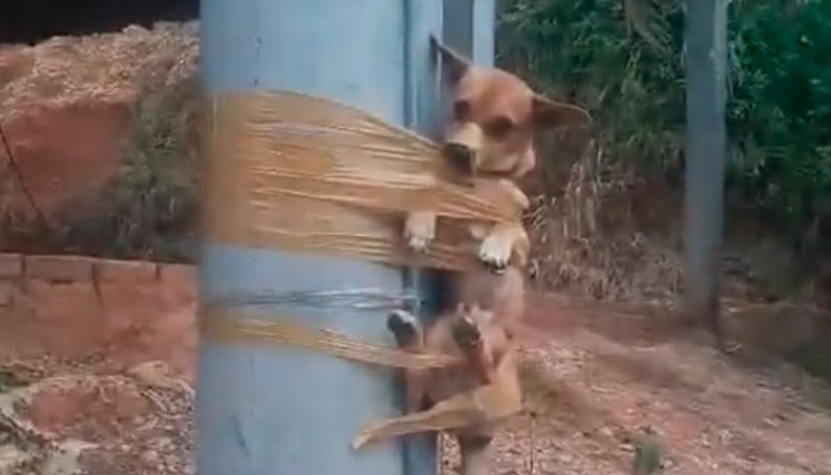 Violencia animal