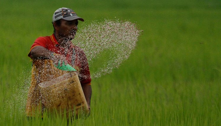 Norte de Santander creció a 37.800 hectáreas sembradas de arroz en 2023./ Foto Archivo