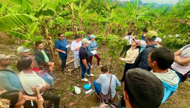 Campesinos de la región del Catatumbo impulsando la siembra del cacao/Foto Cortesía/La Opinión