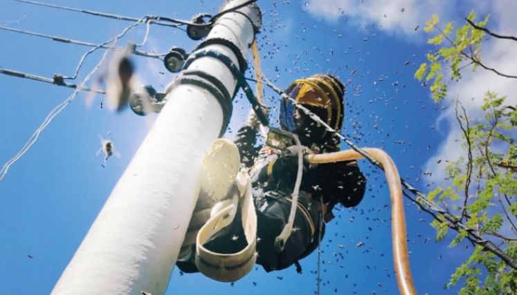 La proliferación de abejas se da principal en postes de electricidad.