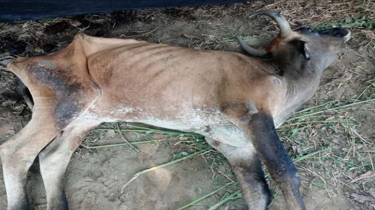 Muchas reses muertas por los golpes de calor se reportan a diario en la región./ Foto cortesía