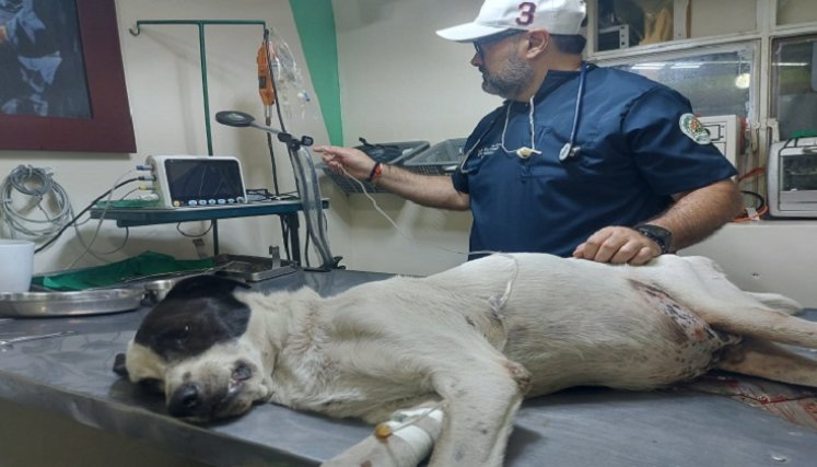 En Ocaña se promueve la Unidad de Bienestar Animal en condiciones de vulnerabilidad./ Javier Sarabia/La Opinión