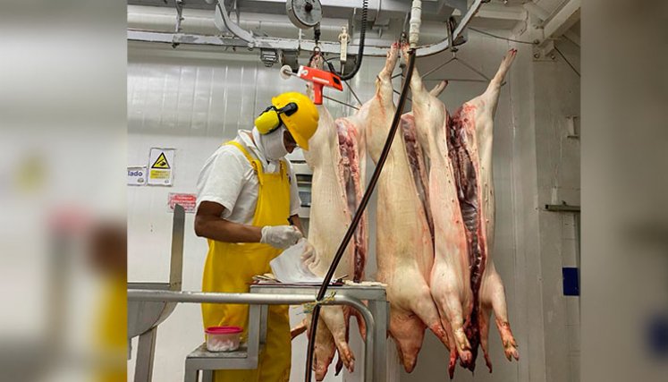 Se busca darle un impulso al sector porcicultor de Norte de Santander, con el fin de que creza la producción./ Foto Cortesía 
