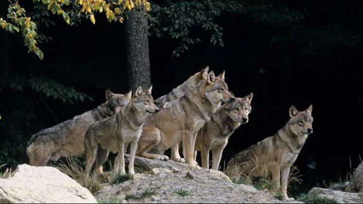 Ataque de lobos. / Foto: Cortesía