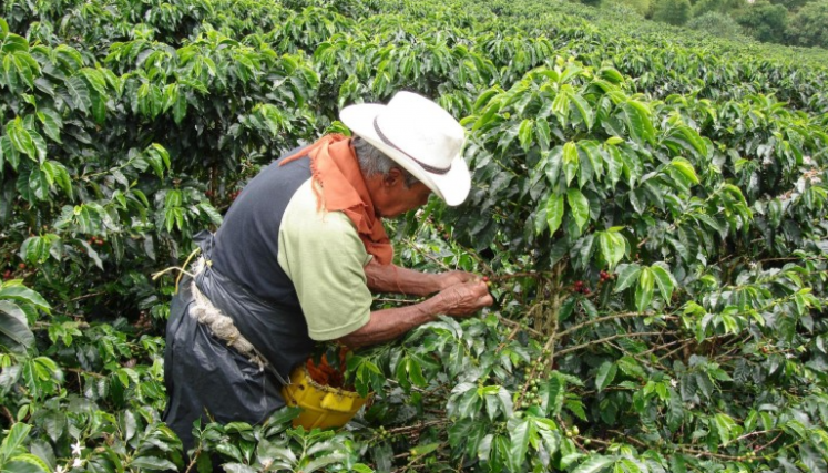 Gobierno nacional que busca beneficiar a pequeños productores de café