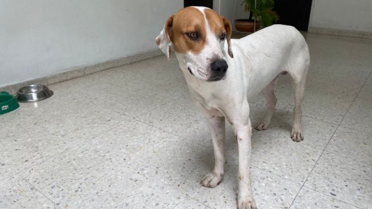 El amor que tenía por los animales lo demostró con dos perritos que adoptó en la estación: ‘Niña’ y ‘Rocky’.