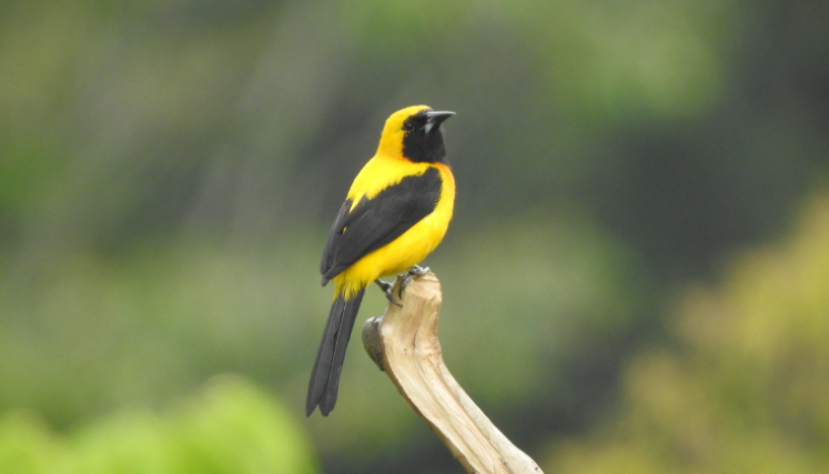 Este martes el concejo municipal institucionalizó el pájaro Icterus chysater, más conocido como turpial “toche”, como ave oficial del municipio.