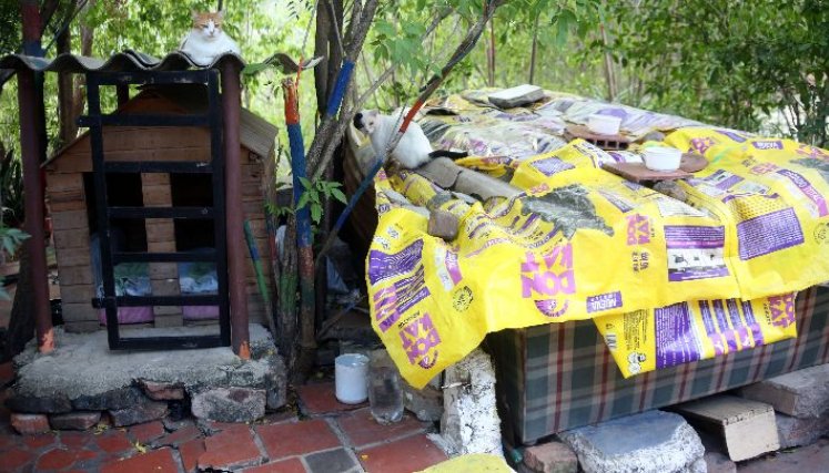 Algunos residentes se encargaron de pintar y construirles las “casas” a los gatos./ Foto: Carlos Ramírez.