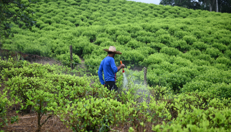 La economía de la hoja de coca está experimentado una recuperación. 