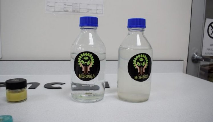 La moringa es la especie vegetal con la que viene investigando el SENA./Foto cortesía