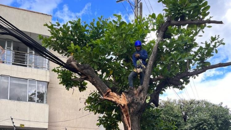 Las malas prácticas de poda han desestabilizado árboles de gran tamaño en zonas urbanas y rurales de la ciudad. 