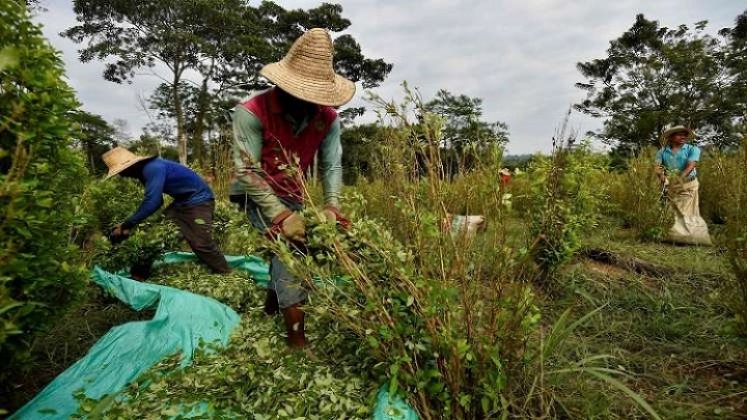 Una iniciativa está encaminada al uso de la hoja de coca con fines industriales y terapéuticos./ Foto cortesía: La Opinión.