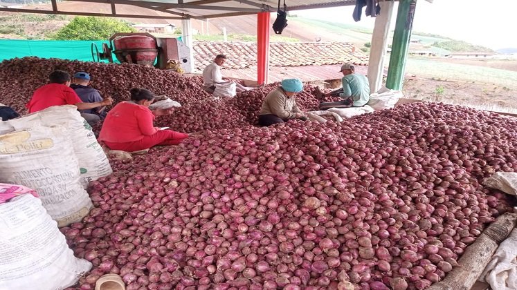 Los cultivadores de cebolla de la zona del Catatumbo claman por la salvaguarda del producto en tiempo de cosecha./ Foto cortesía: La Opinión.