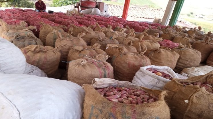 Los cultivadores de cebolla de la zona del Catatumbo claman por la salvaguarda del producto en tiempo de cosecha./ Foto cortesía: La Opinión.