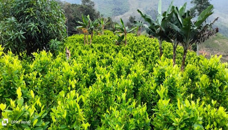Una iniciativa está encaminada al uso de la hoja de coca con fines industriales y terapéuticos./ Foto cortesía: La Opinión.