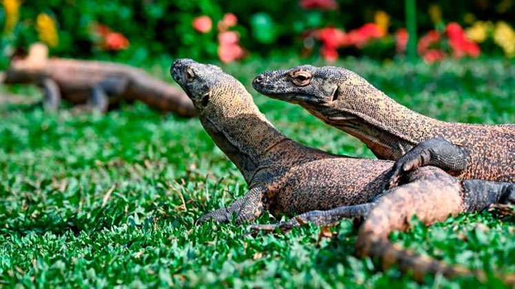 Científicos creen que estás características en los dientes pudo haber existido en dinosaurios carnívoros.