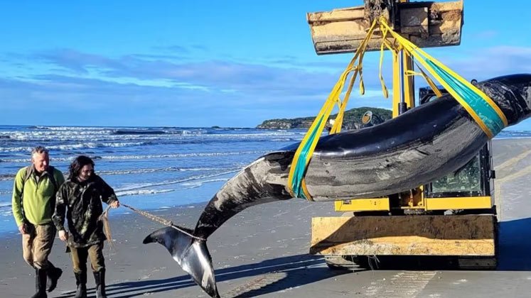 Hallan restos de una extraña especie de ballena 