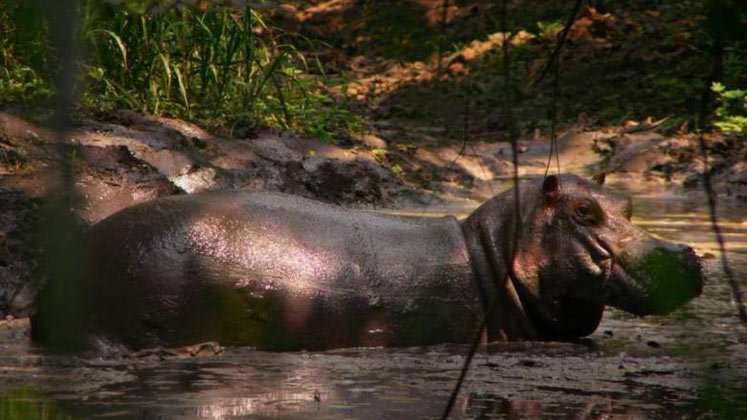 Hipopotamo de Escobar protagonizará película