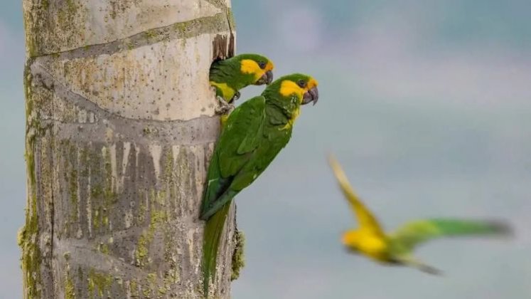 Las mejillas amarillas y la forma de las alas son clave para la identificación del loro orejiamarillo./ Foto cortesía de Birds Colombia para La Opinión 