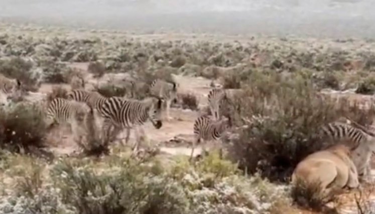 Nieve en África 