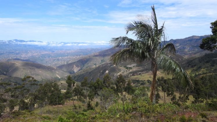 La protección de la palma de cera y sus hábitats circundantes es esencial para la conservación de la especie./ Foto cortesía de Alberto Peña para La Opinión 