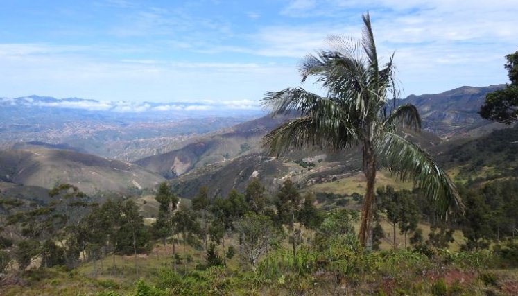 La protección de la palma de cera y sus hábitats circundantes es esencial para la conservación de la especie./ Foto cortesía de Alberto Peña para La Opinión 