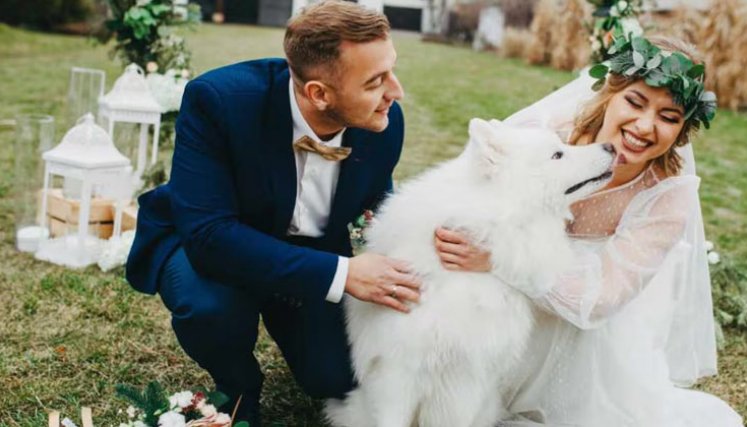 Perros podrán ser testigos en matrimonios
