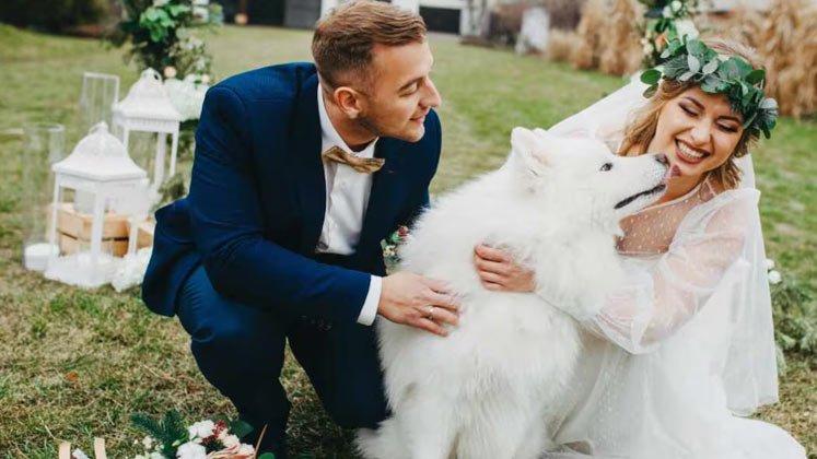 Perros podrán ser testigos en matrimonios