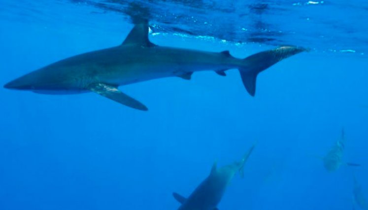 Tiburones.