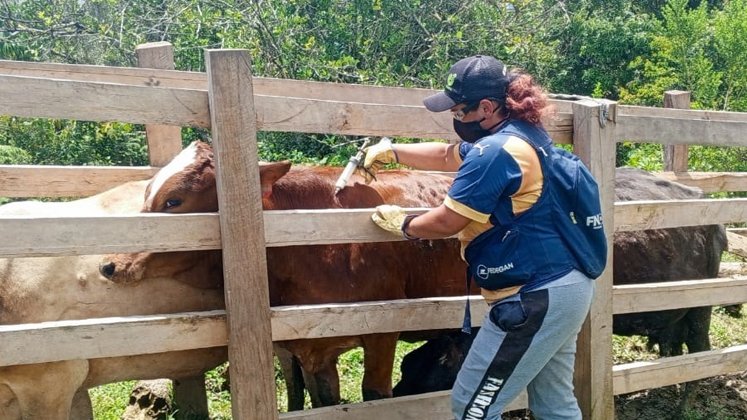 Norte de Santander lidera vacunación contra aftosa 