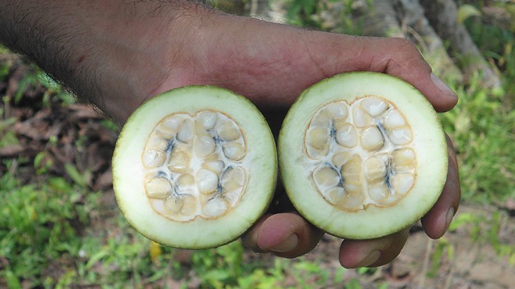  Azul de Jagua es el primer color azul natural ácido-estable para la industria alimentaria.  