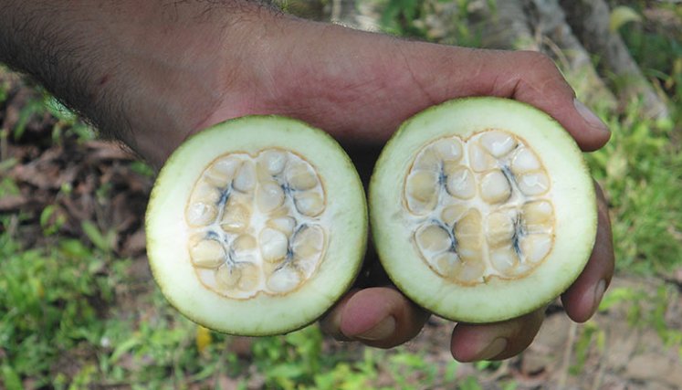  Azul de Jagua es el primer color azul natural ácido-estable para la industria alimentaria.  