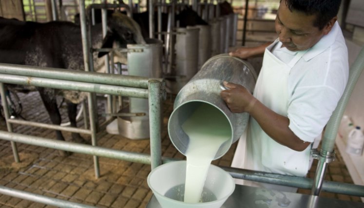 La producción de leche de Norte de Santander representa el 1,93 % de producción de todo el país. / Foto archivo La Opinión