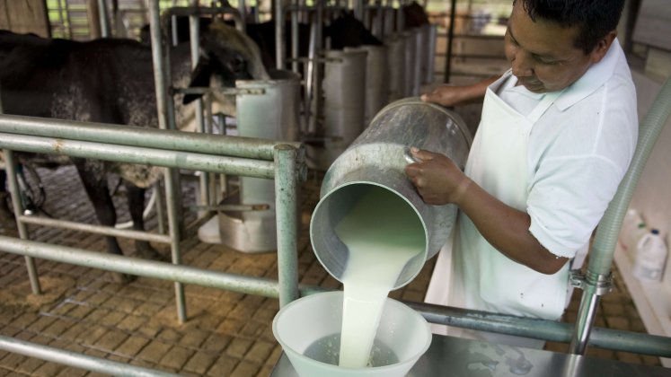  La producción de leche de Norte de Santander representa el 1,93 % de producción de todo el país. / Foto archivo La Opinión