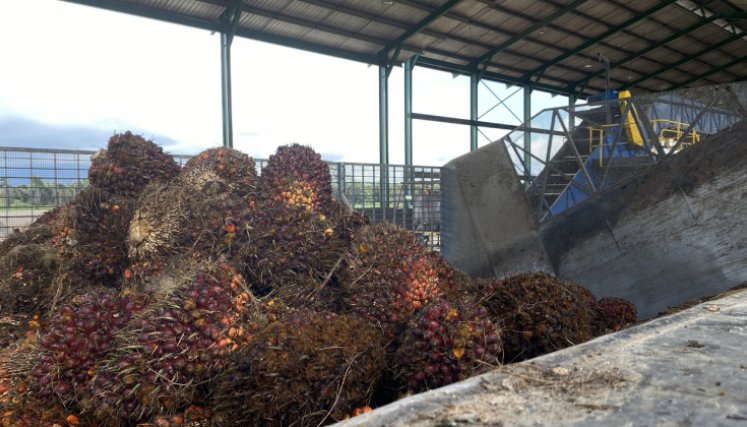El fruto de la palma de aceite es perecedero, por tanto, en poco tiempo este pierde calidad. / Foto Valentina Robles Angarita