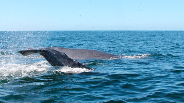 Ballenas. 