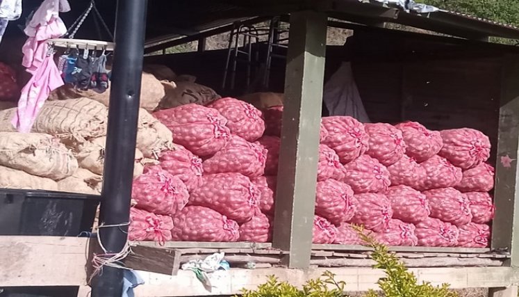 Los cultivadores esperan resarcir las pérdidas ocasionada por la importación masiva del producto./ Foto cortesía: La Opinión.