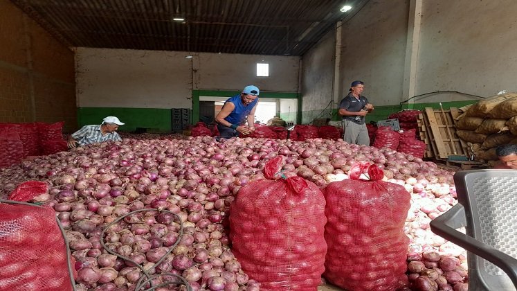 La comercialización de la cebolla roja en Ocaña está paralizada por la alta competencia de la cebolla peruana./ Fotos cortesía: La Opinión.