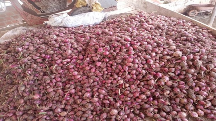 La comercialización de la cebolla roja en Ocaña está paralizada por la alta competencia de la cebolla peruana./ Fotos cortesía: La Opinión.