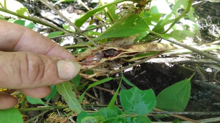 Las fuertes lluvias ocasionan desastres en zona rural de Hacarí./Foto cortesía.