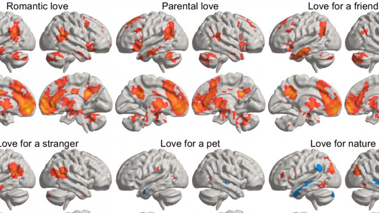 La imagen representa una media estadística de cómo los distintos tipos de amor iluminan diferentes regiones del cerebro.