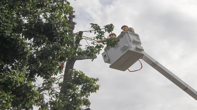 Hicieron poda preventiva de las ramas de un árbol centenario en el barrio El Retiro de Ocaña./ Foto cortesía: La Opinión.