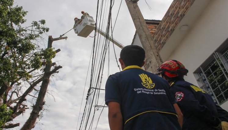 Hicieron poda preventiva de las ramas de un árbol centenario en el barrio El Retiro de Ocaña./ Foto cortesía: La Opinión.