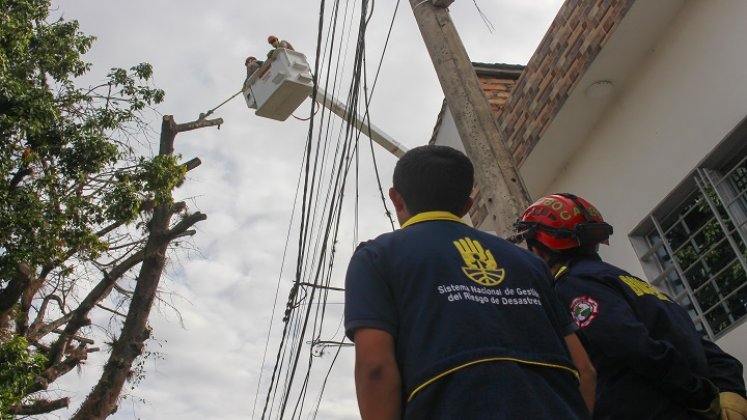 Hicieron poda preventiva de las ramas de un árbol centenario en el barrio El Retiro de Ocaña./ Foto cortesía: La Opinión.