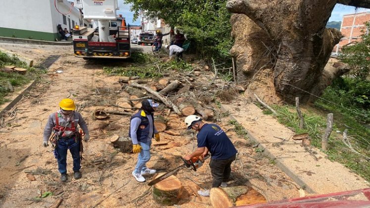 Hicieron poda preventiva de las ramas de un árbol centenario en el barrio El Retiro de Ocaña./ Foto cortesía: La Opinión.