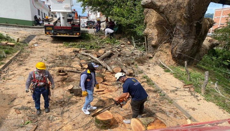 Hicieron poda preventiva de las ramas de un árbol centenario en el barrio El Retiro de Ocaña./ Foto cortesía: La Opinión.