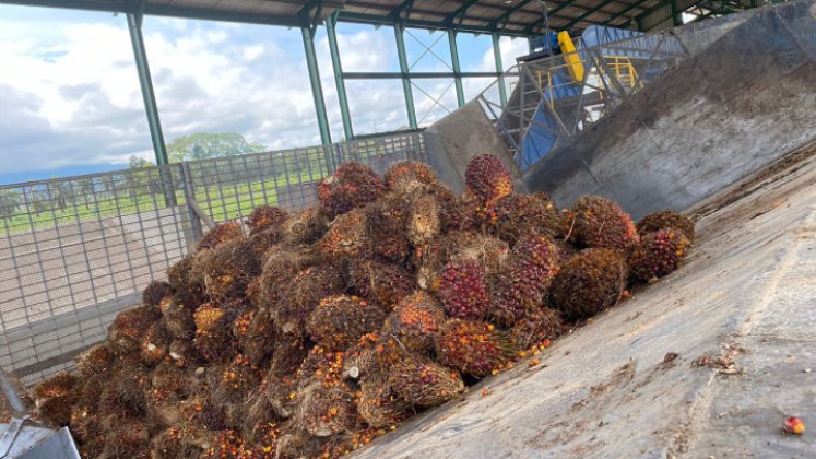 En época de buena cosecha la empresa recibe hasta 1.500 toneladas del fruto de aceite de palma. / Foto: Valentina Robles Angarita / La Opinión