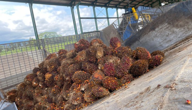 En época de buena cosecha la empresa recibe hasta 1.500 toneladas del fruto de aceite de palma. / Foto: Valentina Robles Angarita / La Opinión